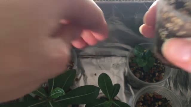 Уход за адениумами и мои результаты по уходу ))) смотреть онлайн