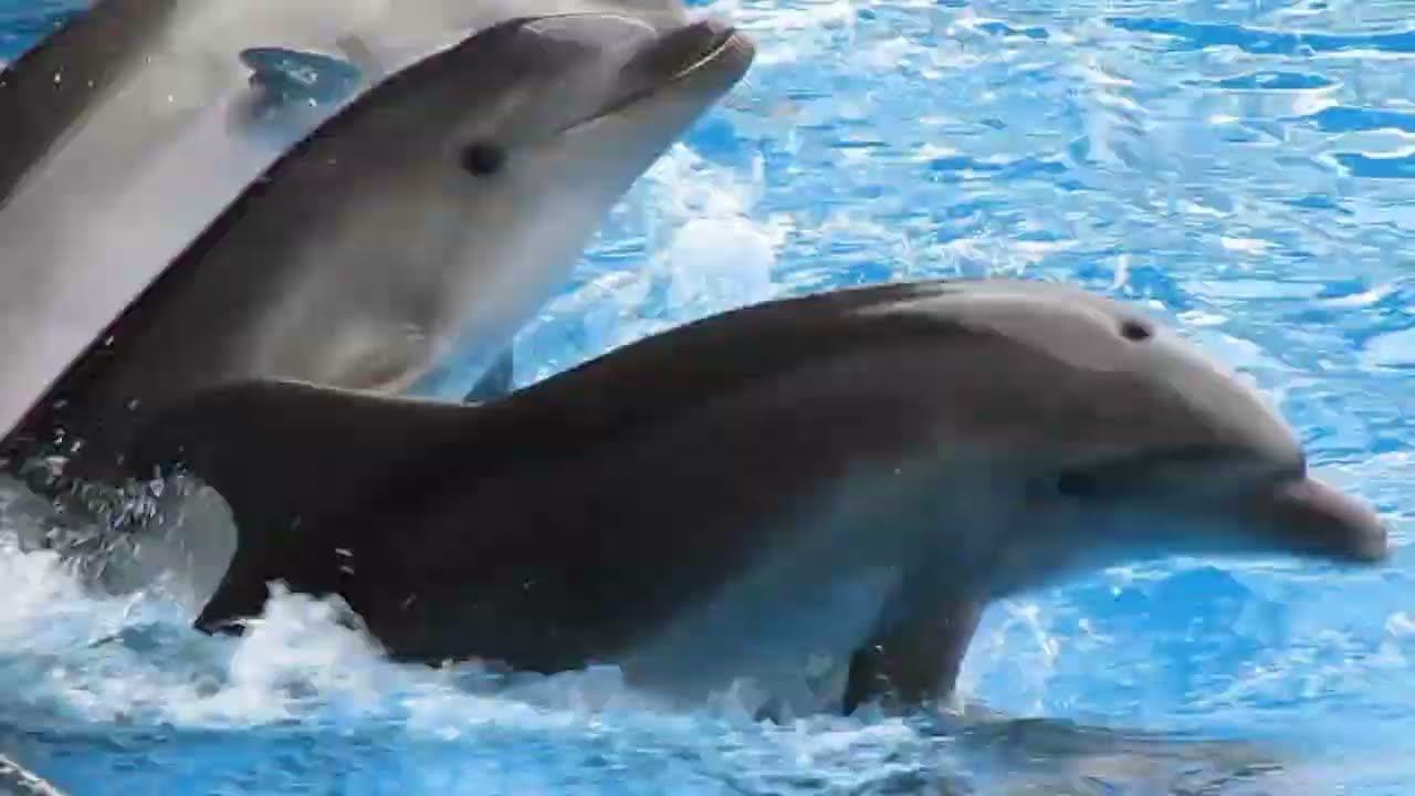 2015 Батуми (Дельфинарий)