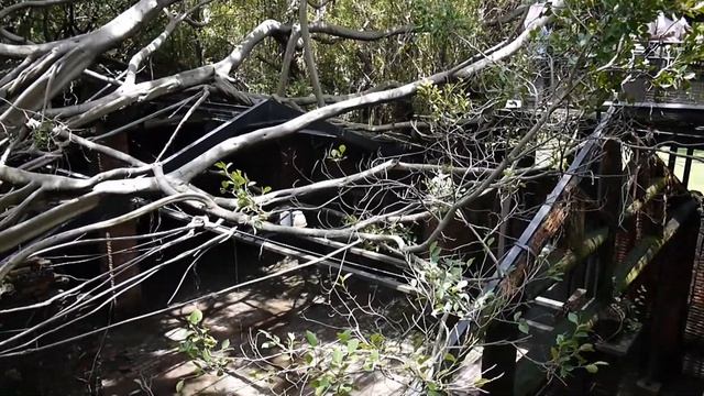 Taiwan interesting place to visit - Anping tree house in Tainan city смотреть онлайн