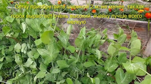 Очень большой горох 3 метра Большой урожай гороха Легкая подвязка гороха Peas