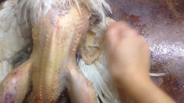 Зачем цесарке утюг?