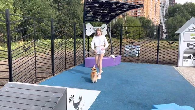 Собачья площадка в Москве. Новая шикарная площадка для дрессировки и выгула собак! смотреть онлайн