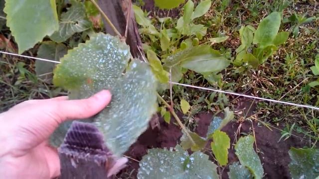 Виноград АГАТ ДОНСКОЙ поэтапное развитие куста (4 часть) смотреть онлайн