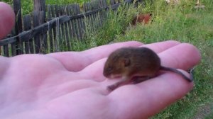 Little mouse \ Маленькая мышка