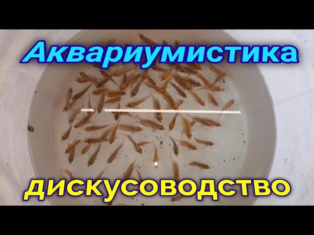 Занятия с дискусами в разводне смотреть онлайн