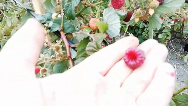 Малина Таганка в конце сентября смотреть онлайн