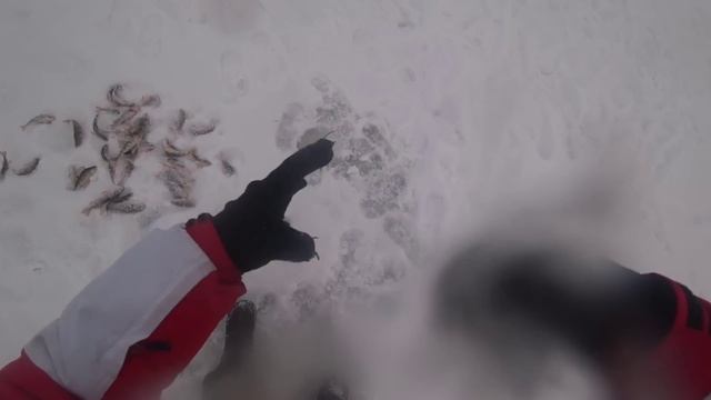 Зимняя рыбалка на Окуня Я наловил Море рыбы!!!!! смотреть онлайн