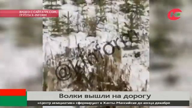 В Югре к людям вышли волки смотреть онлайн