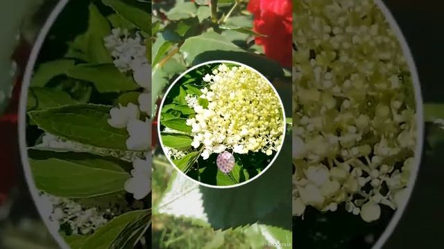 С Днём Рождения, Людмила Алексеевна! смотреть онлайн