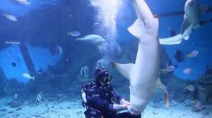 Шоу Кормление акул в Океанариуме ТРЦ РИО