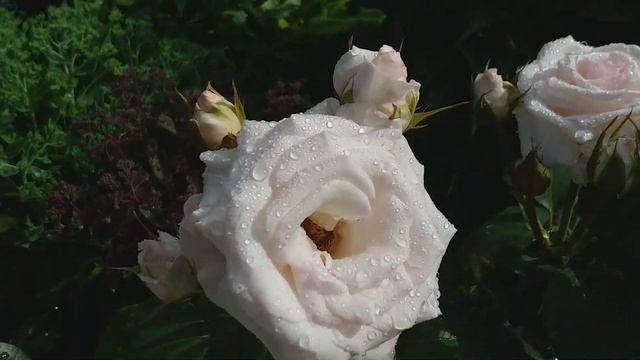 РОЗЫ НЕЖНЕЙШИХ ОТТЕНКОВ... Съемка 8 июля смотреть онлайн