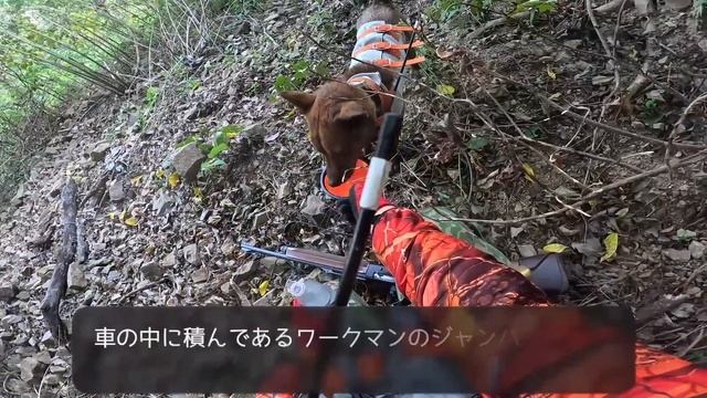 【イノシシの寝床発見！】猟犬アスカとの単独猟でイノシシを起こすも…？！ смотреть онлайн