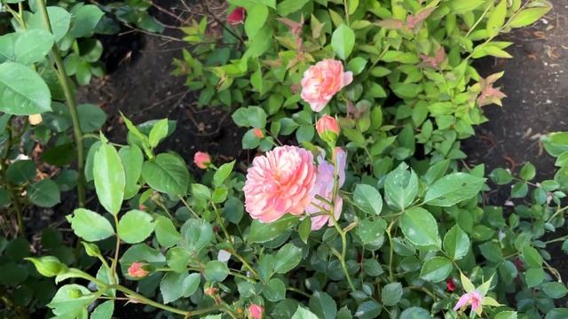 ? David Austin's Anne Boleyn Rose (AUSecret) // 3rd Season // Romantic Pink David Austin Roses смотреть онлайн