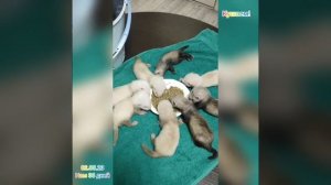 Хорьки. Рождение и взросление.