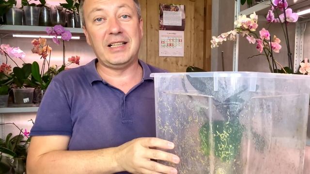 пересадить орхидею легко // простой грунт для орхидей // ЛЕГАТО-ОБРАЗНАЯ орхидея смотреть онлайн