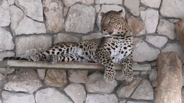 Шеба подарил много шикарных кадров! Полюбуемся им! Shiba took a lot of great pictures! We love them смотреть онлайн