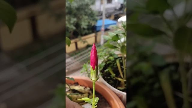 hibiscus? #flower #blossom #pink смотреть онлайн