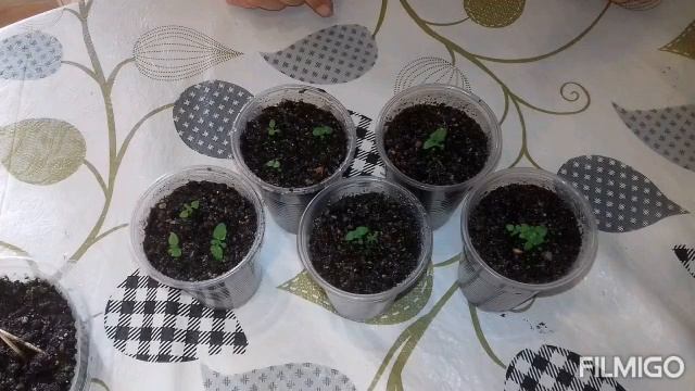 БАКОПА от посева до цветения \ от А до Я \ весь процесс вегетации за 10 минут ? смотреть онлайн