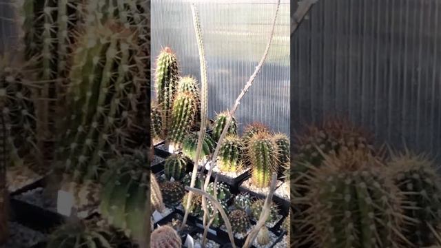 Весна в феврале.Первая порция воды.. смотреть онлайн