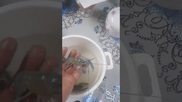 Раки очень быстро растут