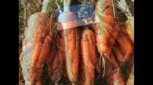 Обзор сорта моркови "Абако" (характеристики, свойства, фото)