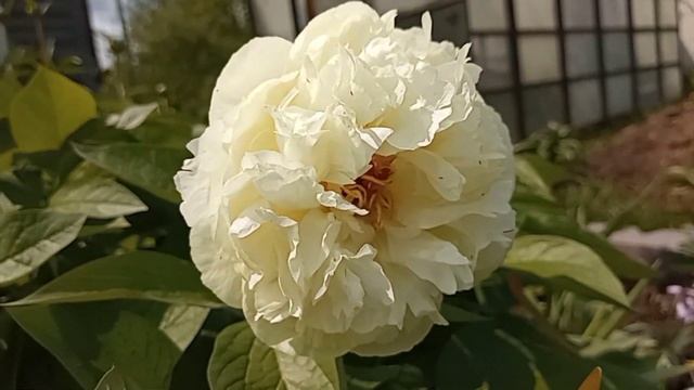 Ранний пион Баллерина смотреть онлайн