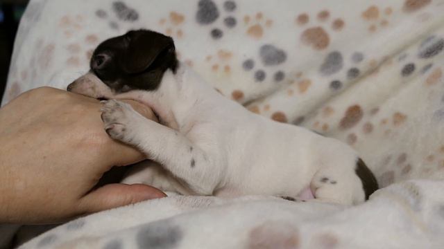 ПРОДАН Бело ШОКОЛАДНЫЙ щенок ЧИХУАХУА Др 01/07/2022 смотреть онлайн