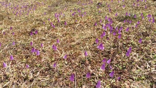 Pollination of Soldanella смотреть онлайн