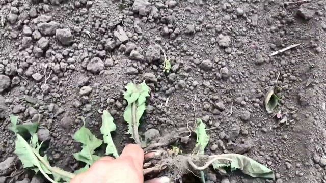 ваз 2101 в деле, бороним огород. смотреть онлайн