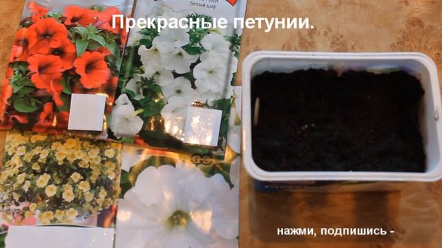 Выбираем сорт петунии, сеем и ухаживаем за петунией в домашних условиях, пикируем вовремя. смотреть онлайн