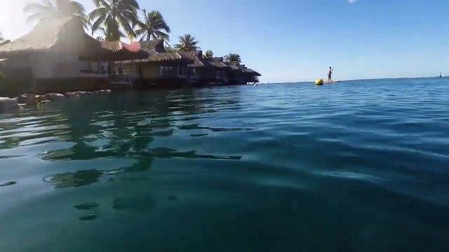 Moorea, French Polynesia, Blacktip Reef Shark Snorkeling смотреть онлайн