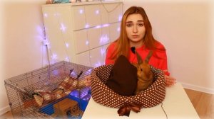 КАК ПРИУЧИТЬ КРОЛИКА К РУКАМ? \ КАК СДЕЛАТЬ ТАК, ЧТОБЫ КРОЛИК НЕ БОЯЛСЯ? \ КАК ПРИРУЧИТЬ КРОЛИКА?