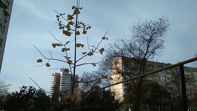 Полезные свойства Гинго Билоба. смотреть онлайн