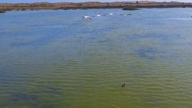 Розовые фламинго на оз. Аджи-Папас смотреть онлайн