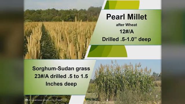 Getting Started with Cover Crops смотреть онлайн