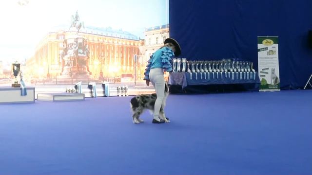 Открытый фристайл Курицына Анастасия и Pusandra Dew Marble iz Doma Korolevoi смотреть онлайн