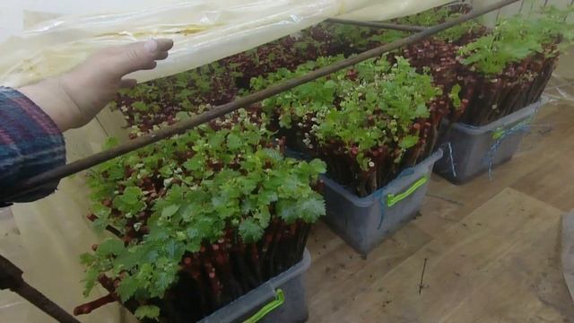 Стратификация саженцев винограда. смотреть онлайн