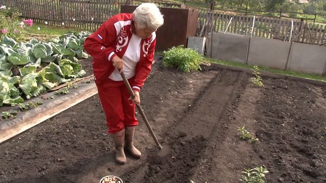 Голова садовая - Как правильно садить чеснок на зиму смотреть онлайн