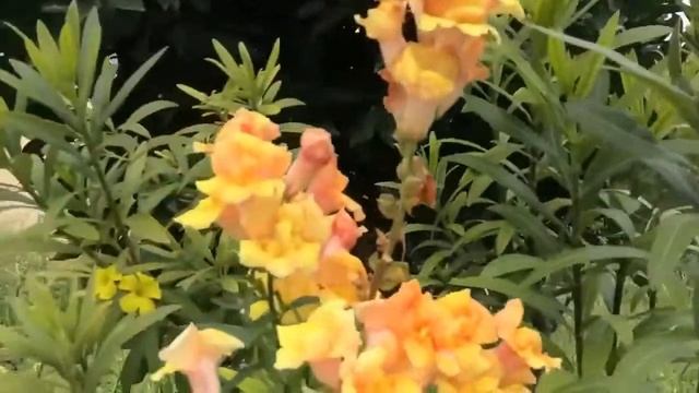 Знакомство с деревней БЕЛЛАПАИС смотреть онлайн