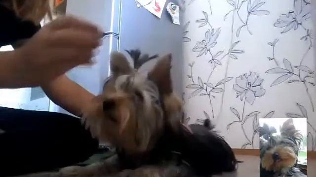 Команды которые мы умеем смотреть онлайн
