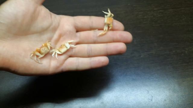 КАК ОПРЕДЕЛИТЬ ПОЛ КРАБОВ смотреть онлайн