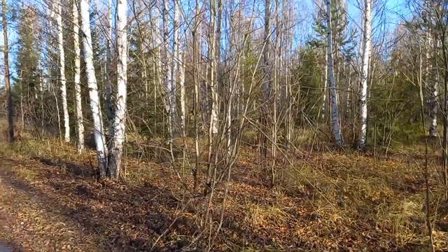 Встреча с лосем в лесу. Осень 2022 г. смотреть онлайн