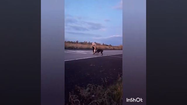 Добераман Милли 5 месяцев.doberman