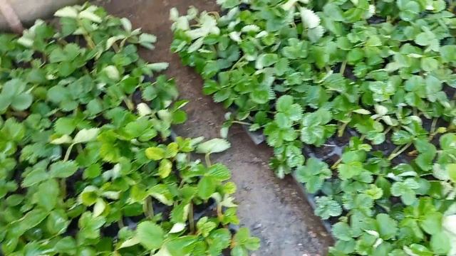 почему я включаю полив для касетки на 5 минут  и касетка не болеет гнилями.