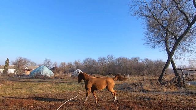 Продаётся лошадь. Кобыла донской породы "Безобразница". смотреть онлайн