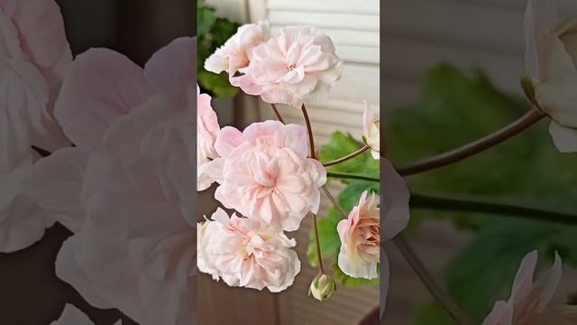 Пеларгония Леона Галактика смотреть онлайн
