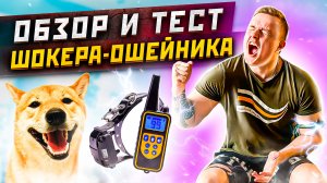 ТЕСТ и ОБЗОР Шокера-Ошейника для Собак. Пробую на себе!