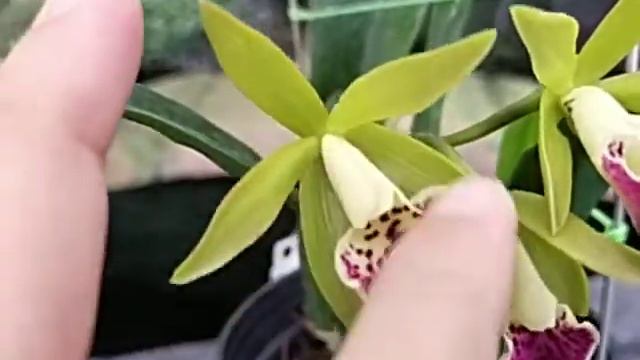 Brassocatanthe Yellow Bird - Loog Tone смотреть онлайн