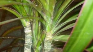 Вредители драцены. Как бороться с вредителями драцены.