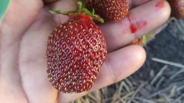 Сорт клубники Рубиновый кулон смотреть онлайн
